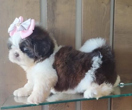 Filhote Shih Tzu Fêmea