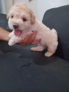 Filhote de Poodle