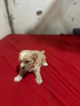 Filhote de Poodle