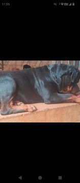 Vendo rottweiler adulto ( pedigree, microchipado) cabeça de touro ( alemão)