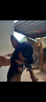 Filhote pinscher 0 macho