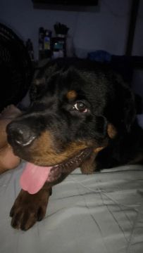 Rottweiler A PROCURA DE UMA NAMORADA
