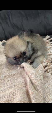 Lindo Lulu da pomerania anão disponível , ja com a primeira dose de vermífugo 