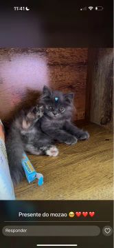 Gatinha British Longhair