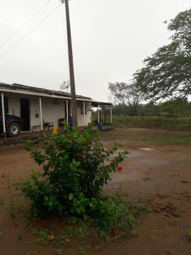 Fazenda entre Tapera e Pão de Açúcar em Alagoas ,  300 tarefas  plana