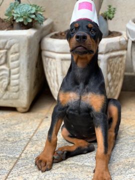 Filhote de Doberman 