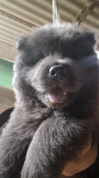 Lindíssimo filhote de cachorro chow Chow, com apenas 45 dias, à procura de um lar cheio de