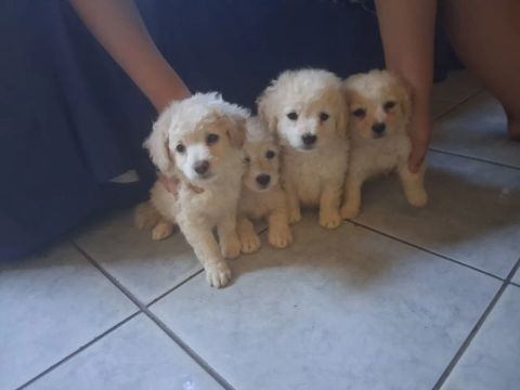 Filhotes de Poodle