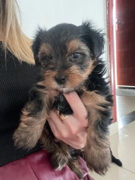 Yorkshire terrier 