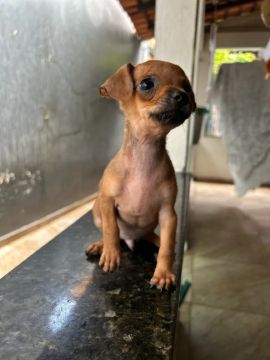 Filhote de Pinscher