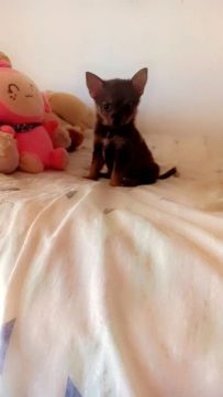 Vendo filhote macho de lulu da pomerania anao ......