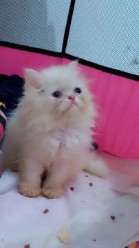 Vendo gatinhos persa 