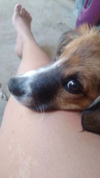 Cachorro para adoção