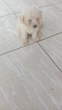 Lindo filhote macho de poodle 