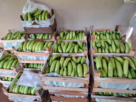 Bananas da Terra  Verdes - Produção Rural