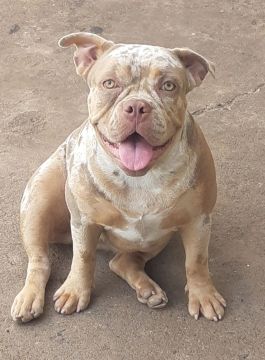Filhote American Bully  - Fêmea - 9 meses