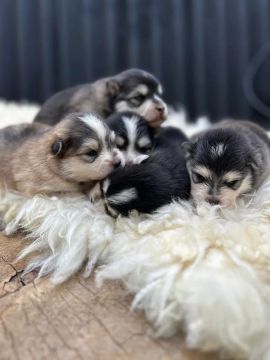 F2 é F3 pomsky 