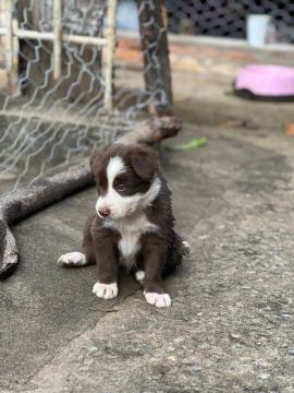 Filhote Border Collie Chocolate e Branco