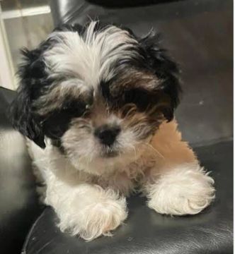 Filhote Shih Tzu - Lindíssima