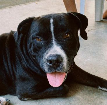 Pitbull para adoção 