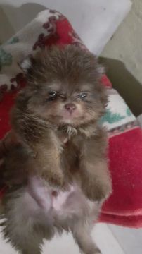 Lulu Pomerânia