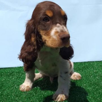  Cocker Spaniel Inglês Porte Médio