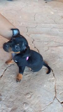 Filhote de Pinscher Macho 