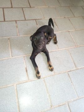 Filhote de cachorro preto