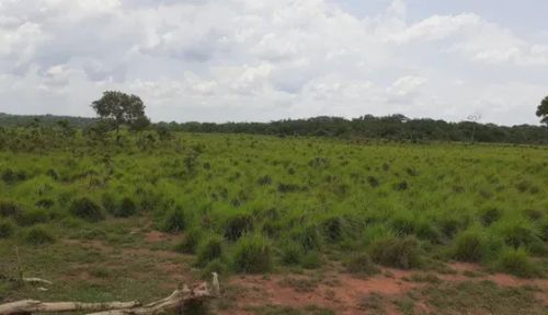 FAZENDA ESPECIAL PARA LAVOURA / PLANA NO MUNICIPIO DE SANTA MARIA/TO