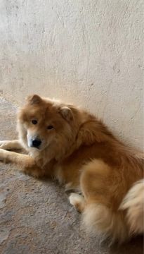 Cachorro Chow-Chow Adorável para Adoção