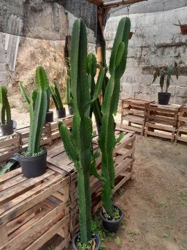 Cactos