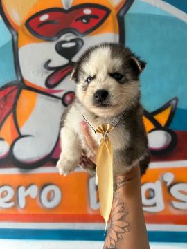 Husky Siberiano filhote cinza lindo 