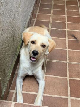 Filhote para adoção