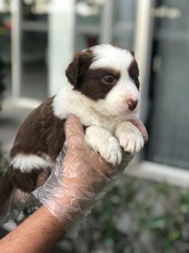Border Collie Filhote: Fiel, Inteligente e Pronto para Aprender!