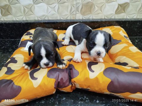 Filhotes de Bulldog Francês
