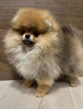 SPITZ /LULU ursinhos 