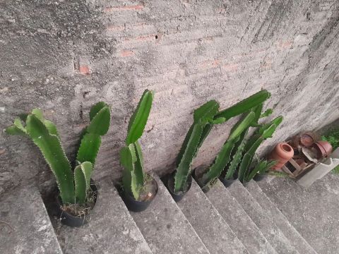 Cactos  mandacaru