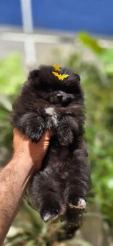 Filhote de Spitz Alemão Macho