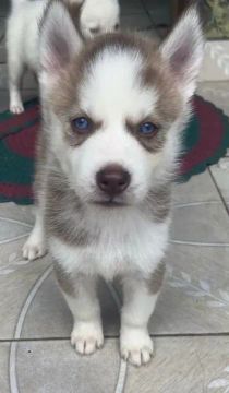 Filhote Husky Siberiano