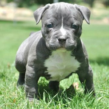 american bully filhotes pronta entrega 