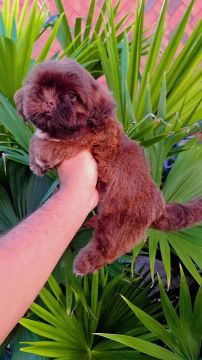Filhote Shih Tzu Chocolate machinho