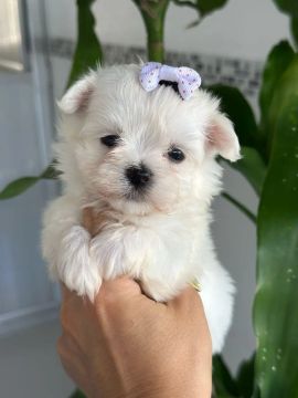 Maltês Micro Fêmea Liberada!! Uma Linda Boneca. 