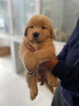 Golden Retriever Linhagens campeã, e pais importados 