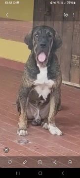  Fila Brasileiro