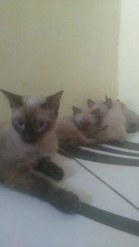 Vendas de gatos siames puro e peludos dos olhos azus por 200