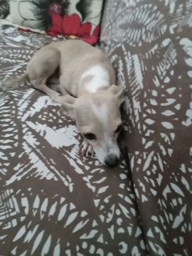Vendo cachorra