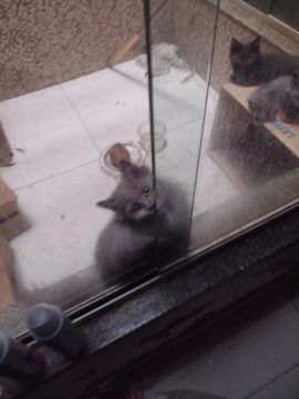 Gatinhos fofinhos 
