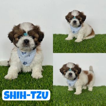 Shih-Tzu Macho c/ Microchipe + Garantia + Parcelado 12x