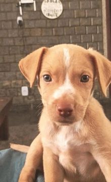 Vendo filhote de Pitbull femea