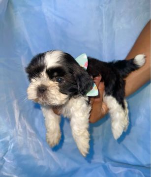 Filhote Shih Tzu